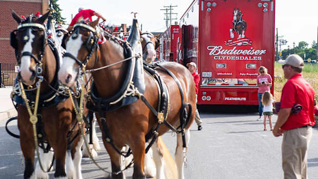 Budweiser Clydesdale horses have appeared in many Super Bowl commercials.